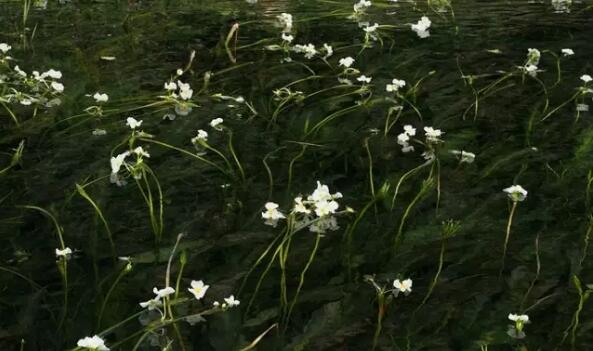 濕地植物篇——海菜花
