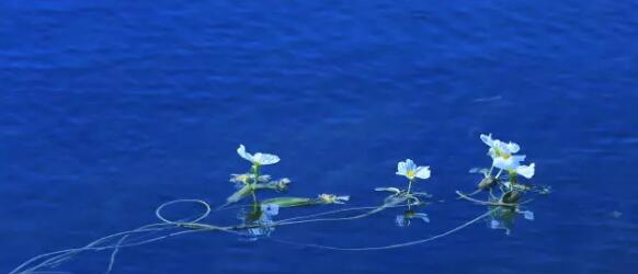 濕地植物篇——海菜花