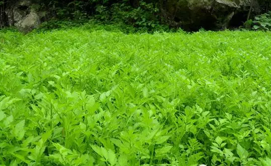 濕地植物篇——水芹