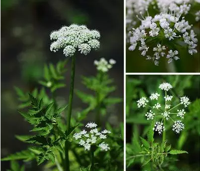 濕地植物篇——水芹