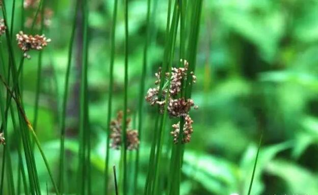 濕地植物篇——燈心草